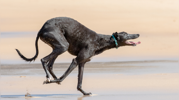 Greyhound