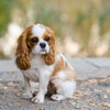 Article image for: Cavalier King <i class="tbold">Charle</i>s Spaniel