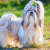 Article image for: <i class="tbold">shih tzu</i>