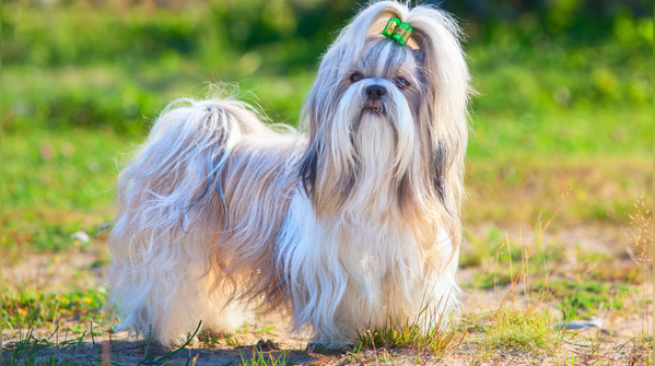 Shih Tzu