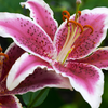 Lily
