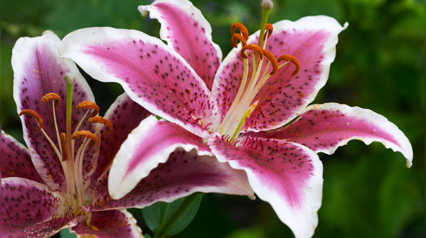 Lily