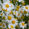 Chamomile
