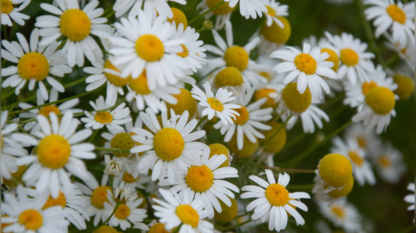 Chamomile