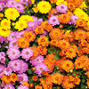Chrysanthemum 
