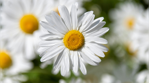 Daisy
