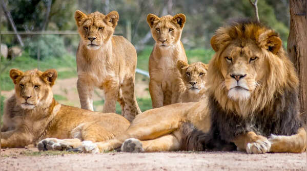 Lions sleep all day and kill rival cubs: 7 facts that sound too wild to be true