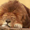 Article image for: Lions are one of the few big cats that live in groups