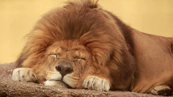 Lions are one of the few big cats that live in groups
