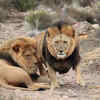 Not all lions have giant manes