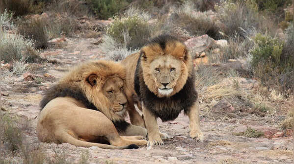 Not all lions have giant manes