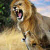 Lions can eat over 30 kilograms of meat in one sitting