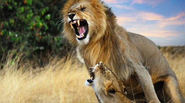 Lions can eat over 30 kilograms of meat in one sitting