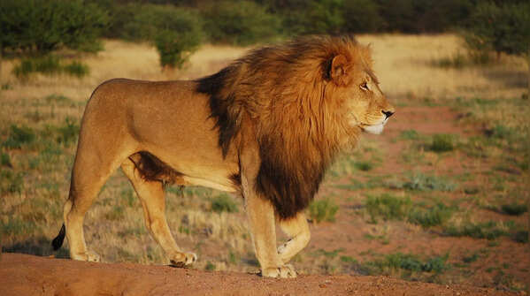 Lionesses raise cubs together like one giant family