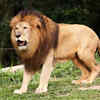 Male lions sometimes kill cubs that are not their own
