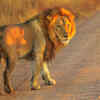 Lions can sleep for almost an entire day