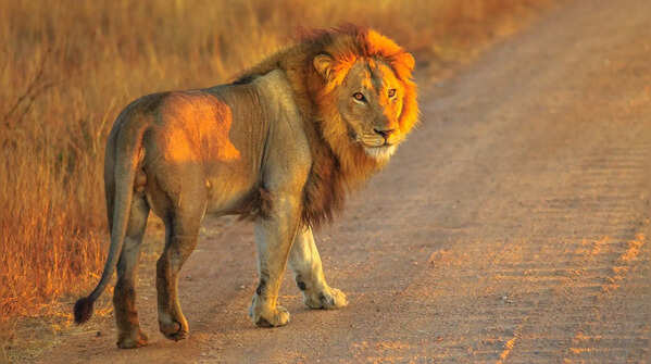 Lions can sleep for almost an entire day