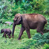 Article image for: Second jumbo calf dies in Chhattisgarh's Raigarh in five days, herd stayed trumpeting for hours