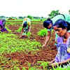 Article image for: Farmers face losses as hailstorms, wind damage fruits, veggie crops