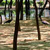 Article image for: Greenbelt nurtured by residents who didn’t have park turns into bird haven