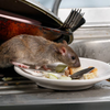 Article image for: The right way to clean up rat droppings
