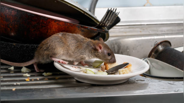 The right way to clean up rat droppings