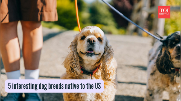 5 interesting dog breeds native to the US