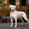 American bulldog