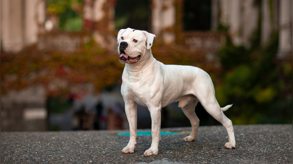 American bulldog