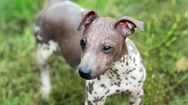 American hairless terrier