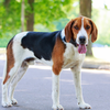 American foxhound