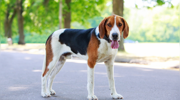 American foxhound