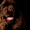 American water spaniel