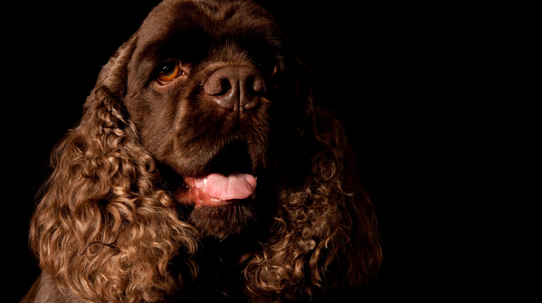 American water spaniel