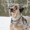 Catahoula leopard dog