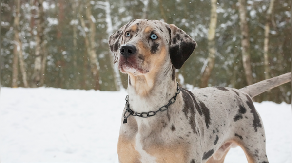 Catahoula leopard dog