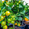 Calamondin orange tree – versatile decorative fruit plant