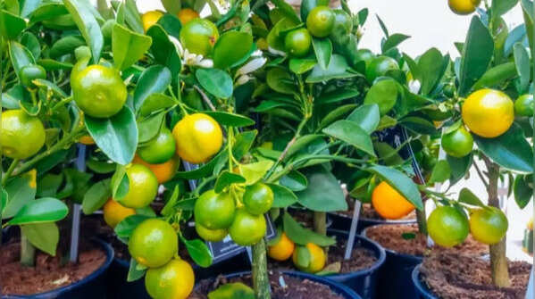 Calamondin orange tree – versatile decorative fruit plant