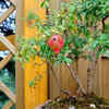Pomegranate tree – plant with bright flowers and fruits