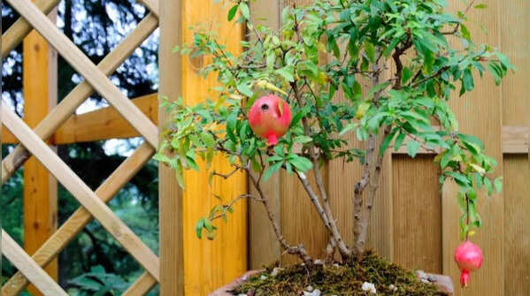 Pomegranate tree – plant with bright flowers and fruits