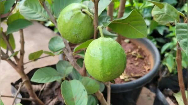 Guava tree – fruit tree for warm balconies