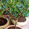 Olive tree – elegant Mediterranean indoor decoration