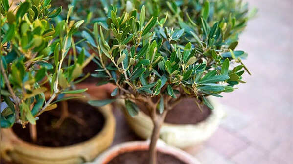 Olive tree – elegant Mediterranean indoor decoration