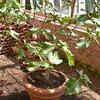 Fig tree – adaptable and easy-to-grow fruit plant