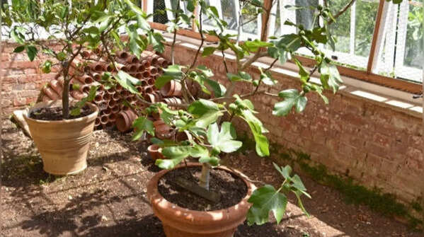 Fig tree – adaptable and easy-to-grow fruit plant