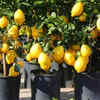 Lemon tree – popular citrus indoor plant