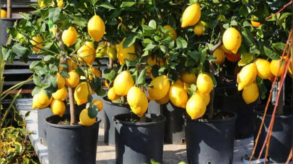 Lemon tree – popular citrus indoor plant