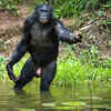 Article image for: Democratic Republic of Congo – 248 species
