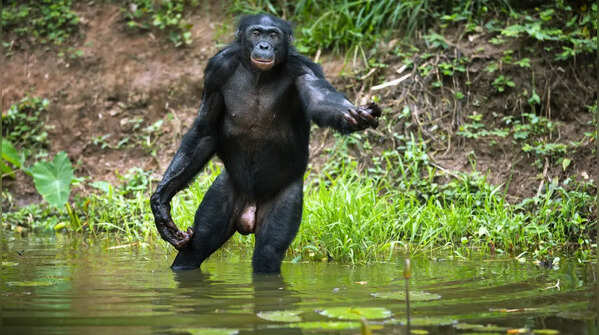 Democratic Republic of Congo – 248 species