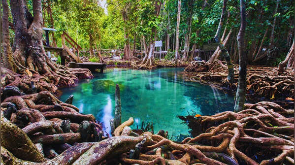 Thailand — 379 species